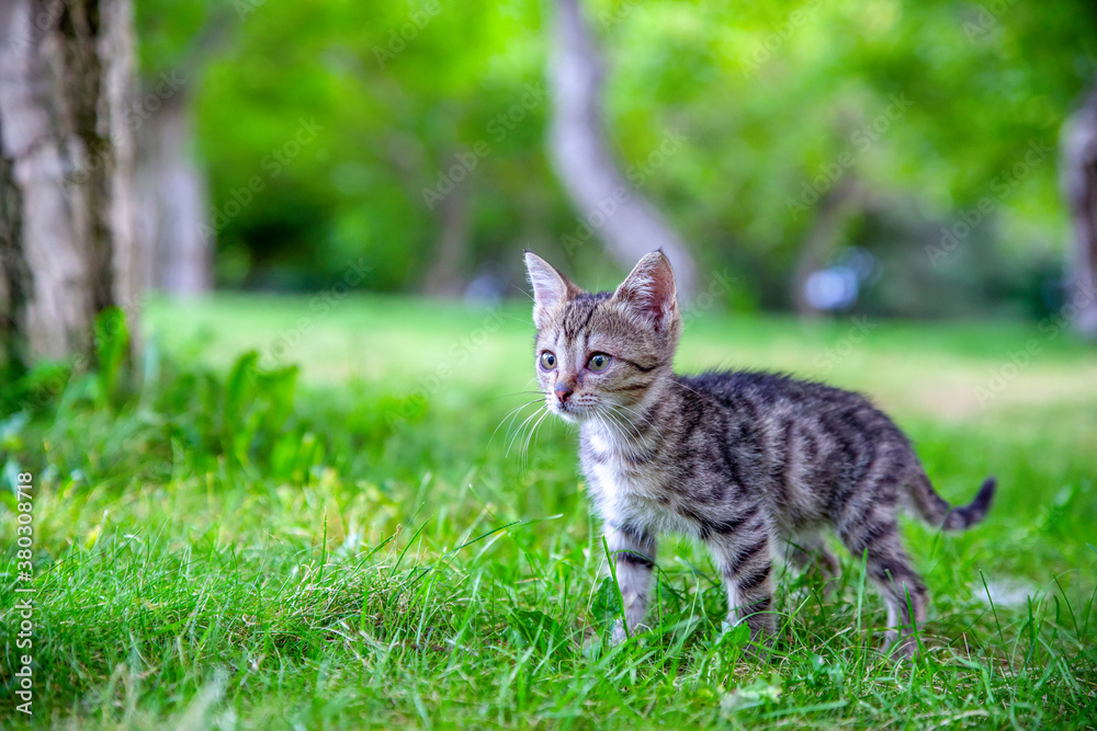 little kitten playing on the grass close up little kitten playing on the grass close up