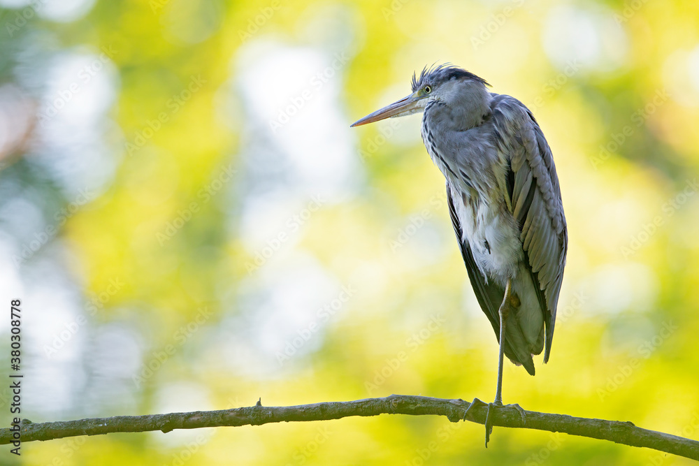 Naklejka premium A grey heron (Ardea cinerea) perched in a tree with a colourful background of the forest.