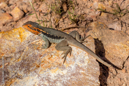 Lizard, orange-headed rock agame, South Australia