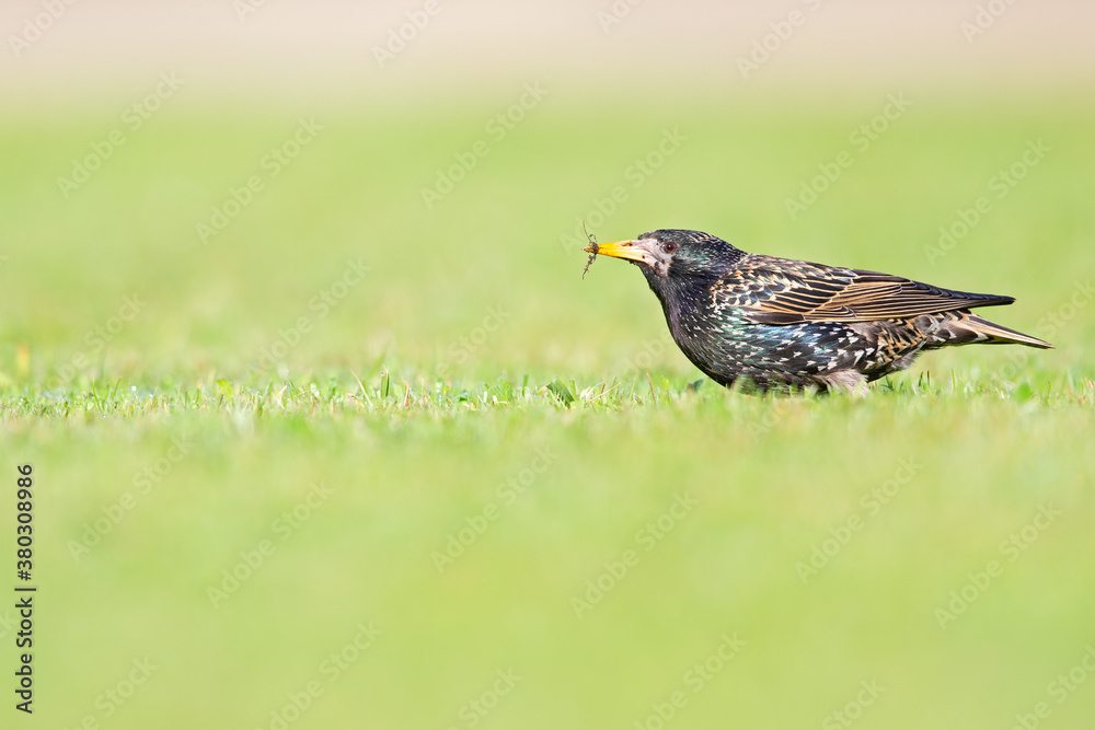 A common starling (Sturnus vulgaris) foraging in the grass in a garden in the city Berlin.