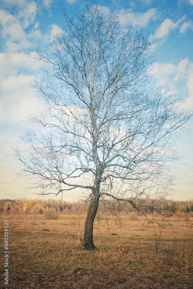 Beautiful branchy tree in autumn. White clouds in the blue sky. Landscape.