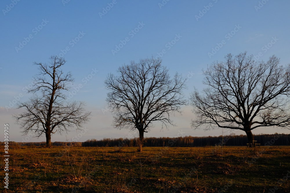 Large branched trees in the autumn evening. Large branched trees in the autumn evening.