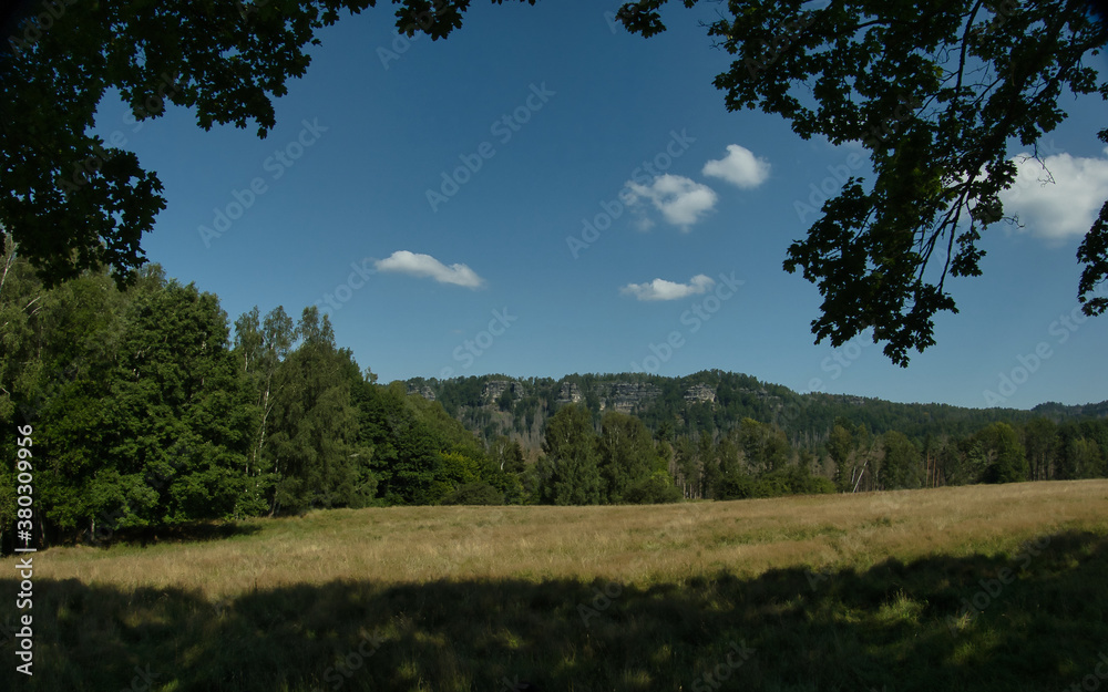 Obraz premium Polana pod lasem