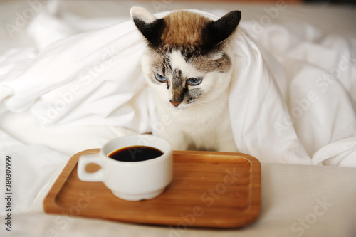 Morning awakening coffee in bed. Unhappy sleepy cat reaches for a cup of coffee.