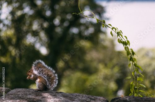 Squirrel sitting on a ledge eating
