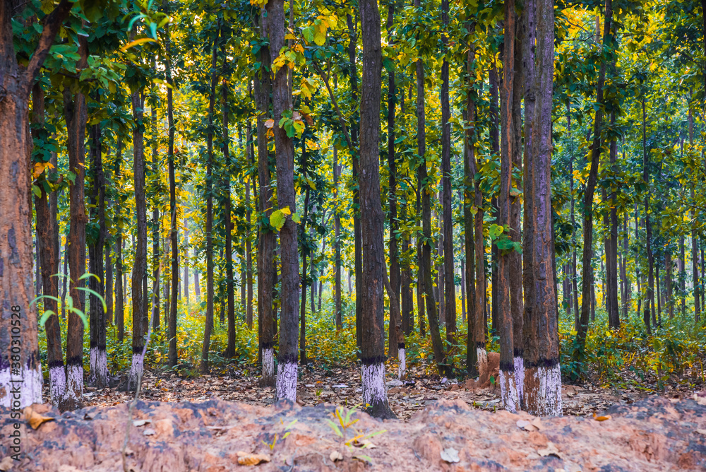 Foto de Sal tree in a forest in jhargram, india. Scientific name is