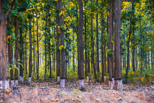 Sal tree in a forest in jhargram, india. Scientific name is Shorea robusta. sal tree native to the Indian subcontinent.