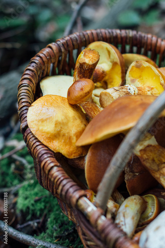 Food: Edible mushrooms in a basket collected in the forest photo