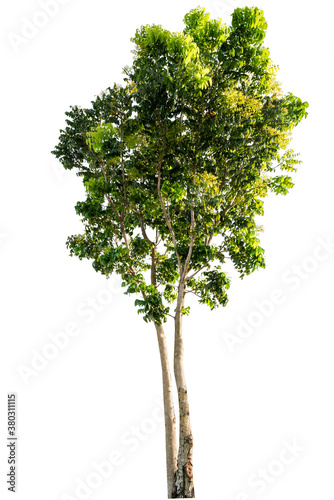 Isolated tropical big tree on white background with clipping path. Suitable for use in advertising and architecture design.