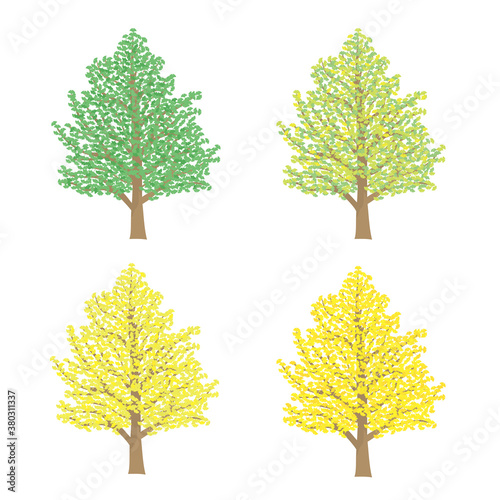 色づくイチョウ