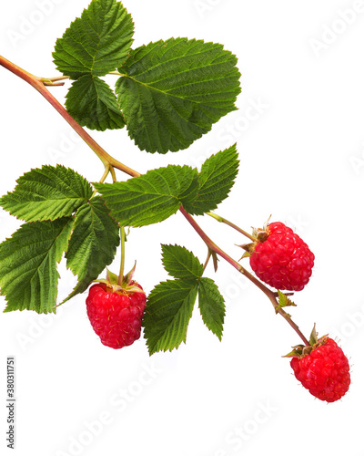 amazing tasty, beautiful and healing berry raspberry on a branch