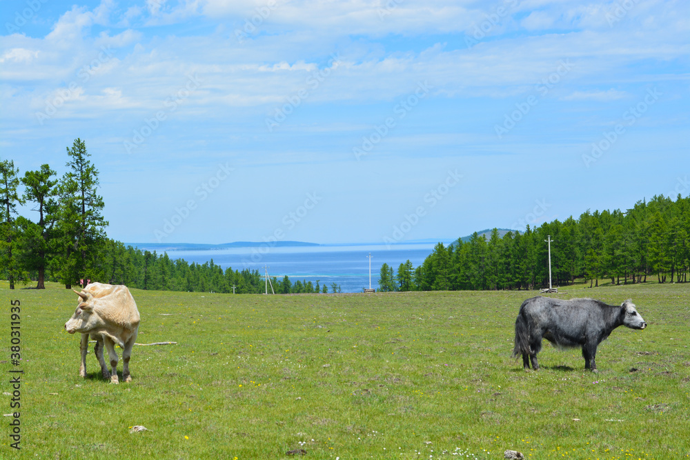 Obraz premium cows in the field