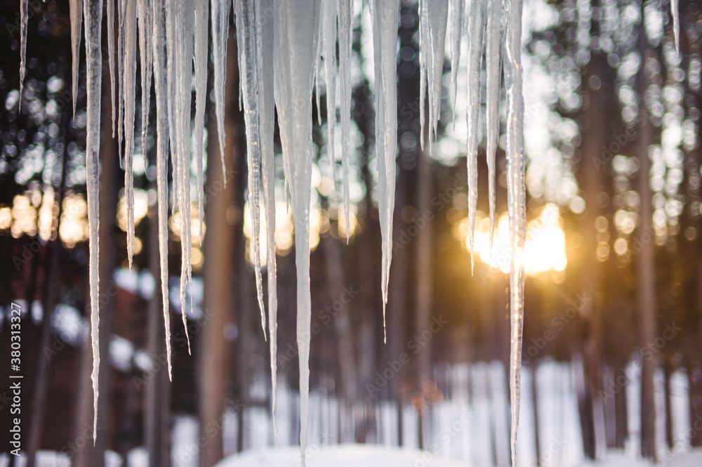 Icicles hanging from a roof in early morning light Icicles hanging from a roof in early morning light