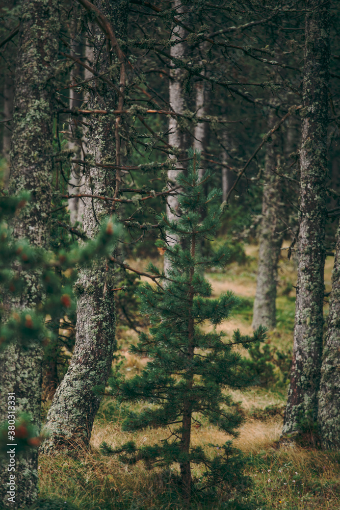Small fir tree on forest. Small fir tree on forest.