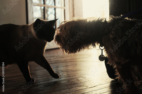Dog And Cat Meeting