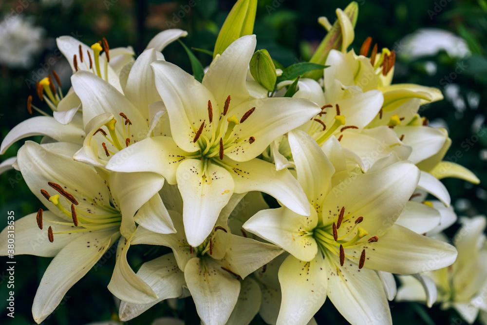Fototapeta premium white and lilies