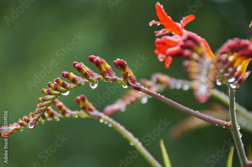 Fleurs couvertes de gouttes de pluie photo