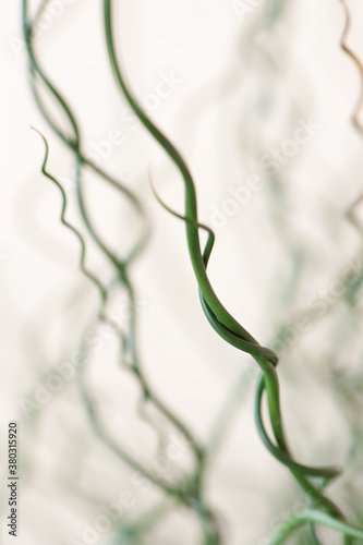 Curly Horsetail Reed photo