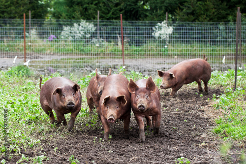 Playful Tamworth Pigs photo