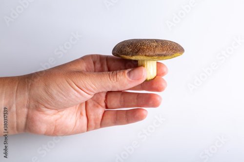 A person holds in his hand one raw jersey cow mushroom on a white background close-up. Horizontal orientation. High quality photo. photo