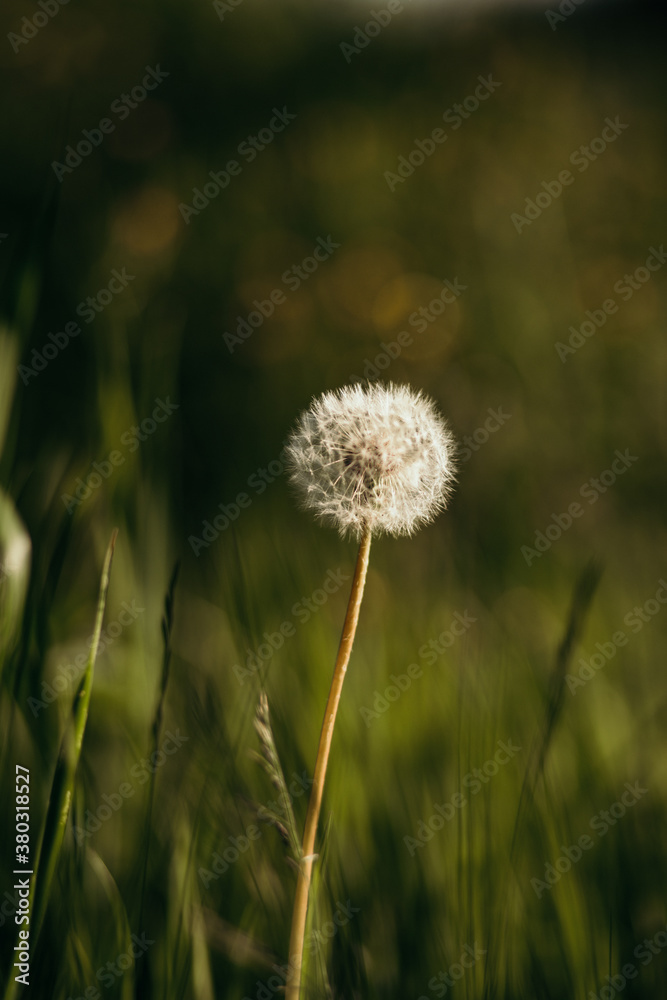 dandelion flower on a green grass background dandelion flower on a green grass background