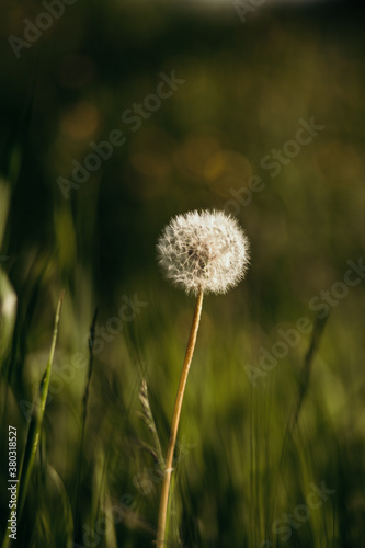 dandelion flower on a green grass background