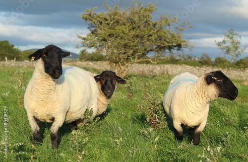 Foto Suffolk breed sheep on farm pastures in rural Ireland during summertime