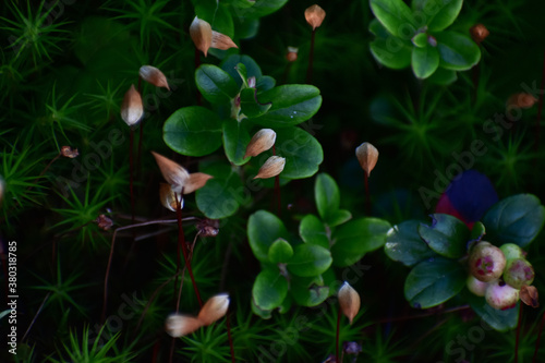 Closeup shot of bearberry plants photo