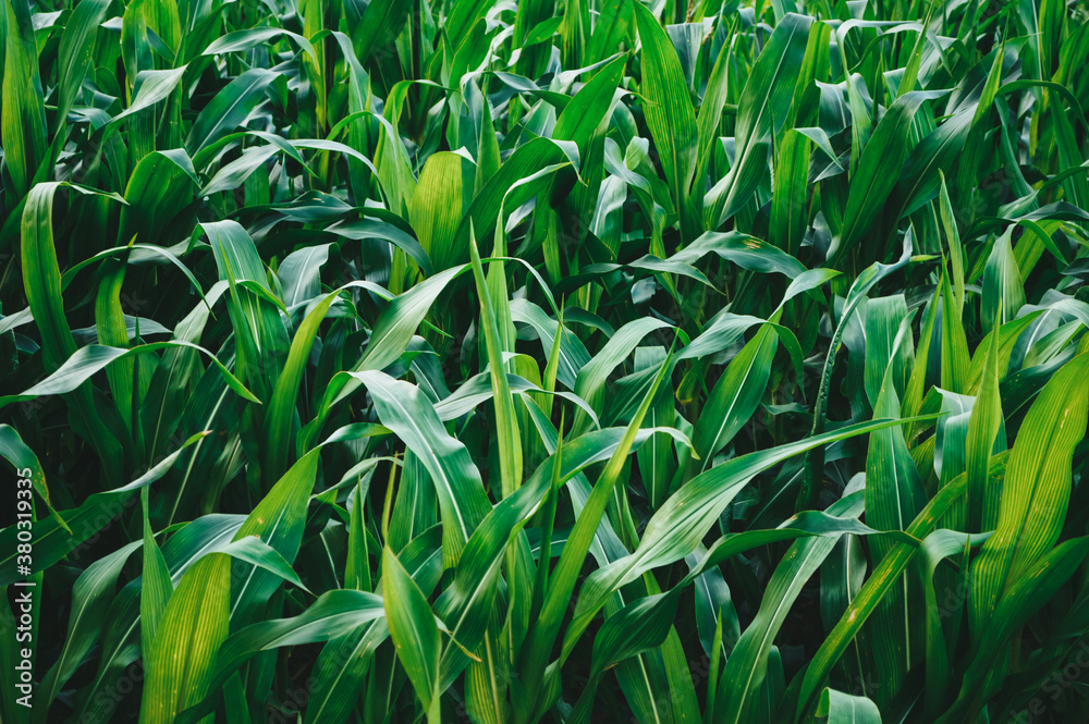 Fototapeta premium Green field with corn