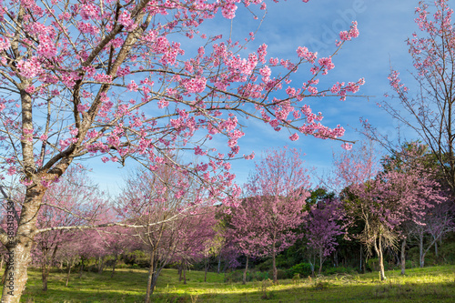 Pink flower tree on the mountain.