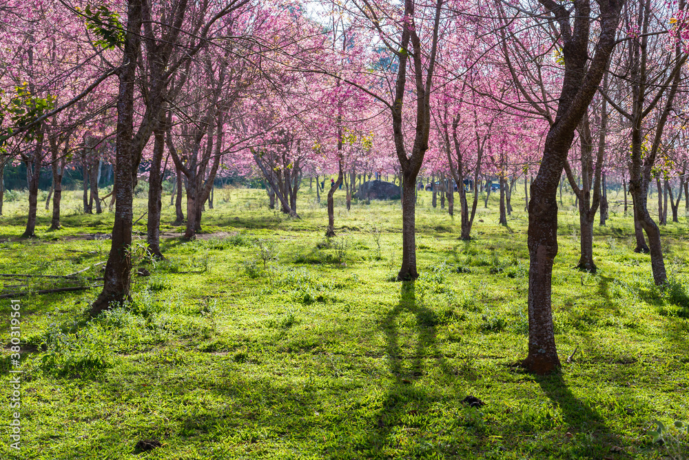 Fototapeta premium Pink flower tree on the mountain.