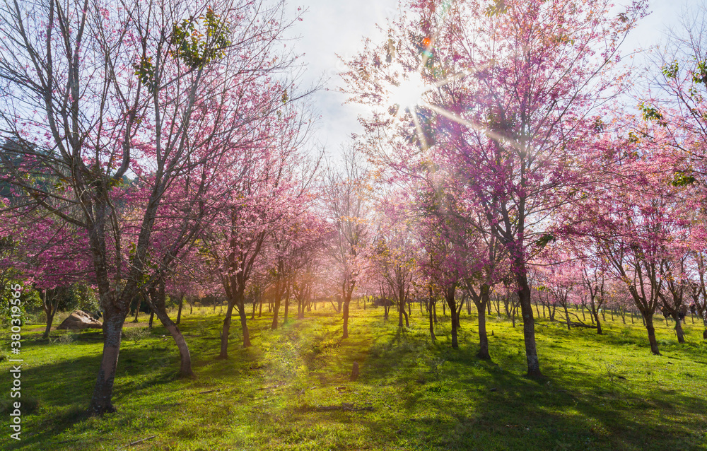 Pink flower tree on the mountain.