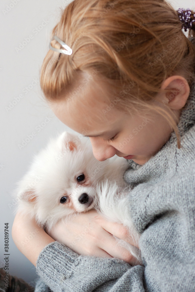 A girl with blonde hair in a gray sweater holds a white, fluffy Pomeranian puppy in her arms, hugs the puppy to her, hugs the puppy A girl with blonde hair in a gray sweater holds a white, fluffy Pomeranian puppy in her arms, hugs the puppy to her, hugs the puppy