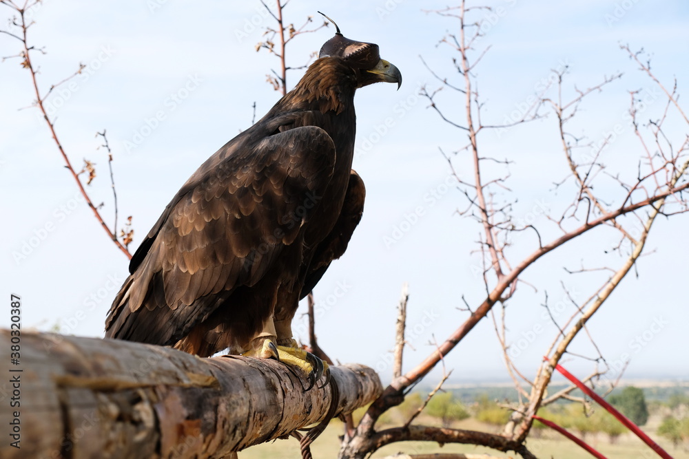 Fototapeta premium Golden eagle sits on a wooden platform among the branches.