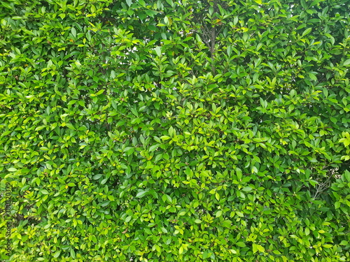 Green background That is natural