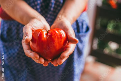 Mature woman holding a heart shaped tomato in her hands