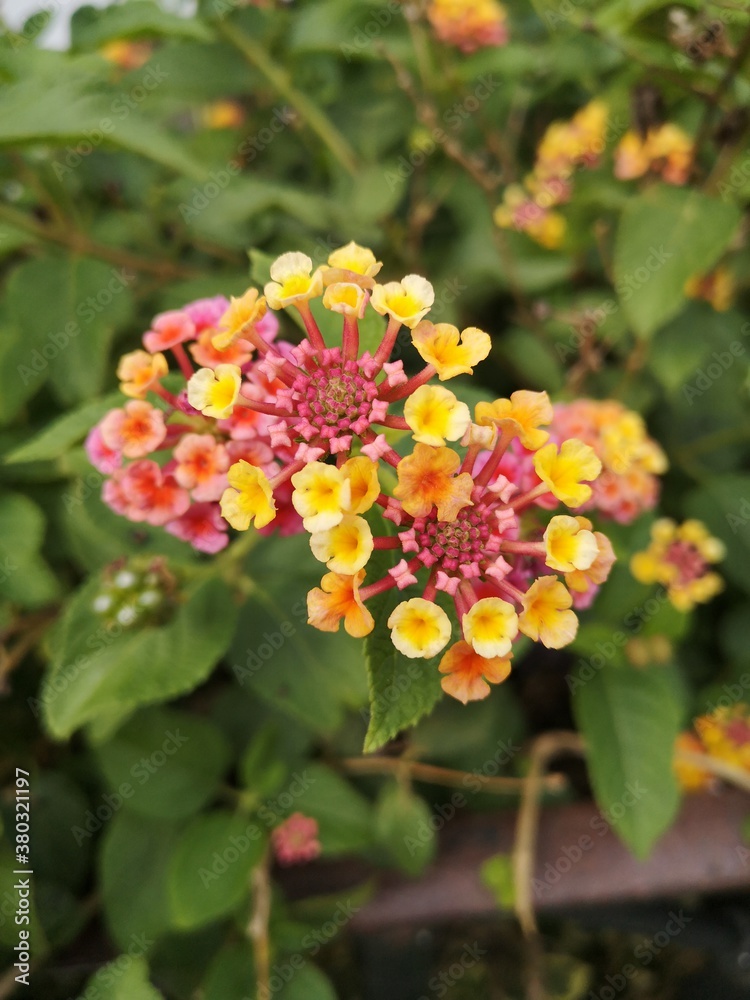 flores en jardines de Madrid ,España flores en jardines de Madrid ,España