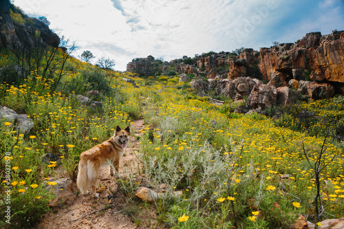 dog walking on a flowery mountain path photo