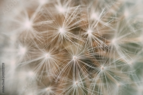 Macro of dandelion puff