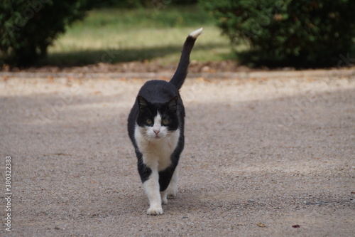 Chat noir et blanc qui marche