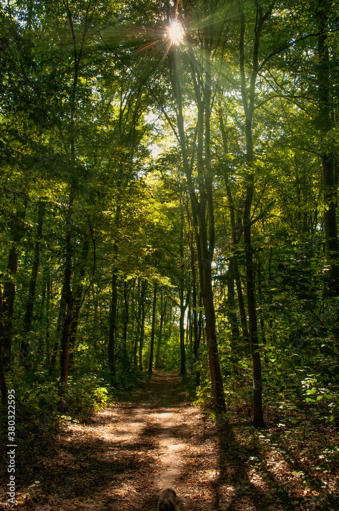 Waldweg