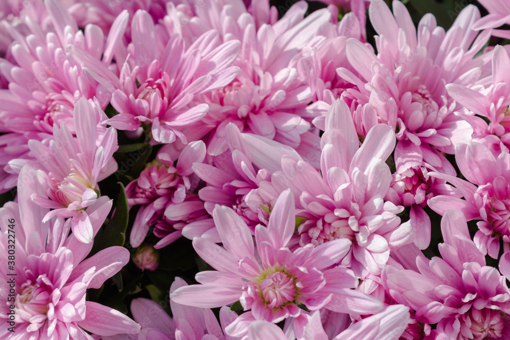 pink chrysanthemums