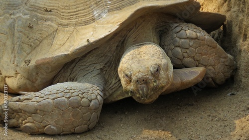 African squared tortoise, Hartbeespoort, North West, South Africa