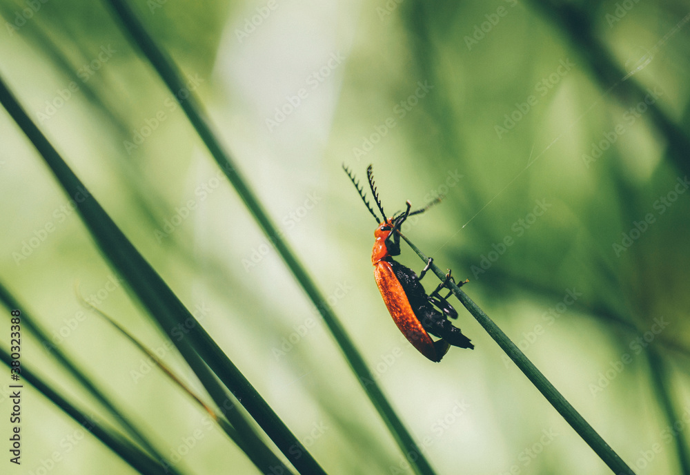 Cardinal Beetle (Pyrochroa serraticornis) on woodland grass.