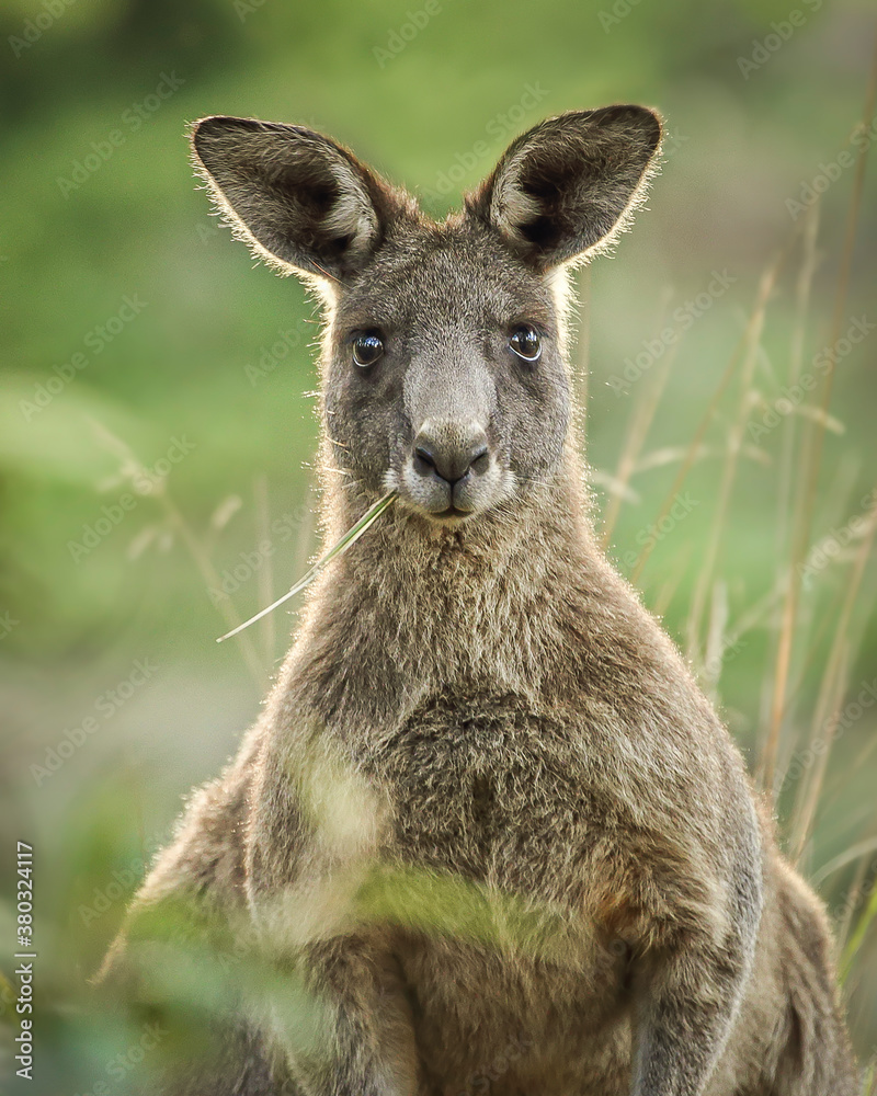 Kangaroo eating grass