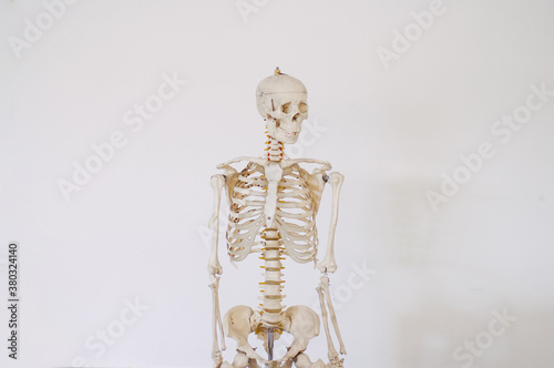 Anatomy skeleton