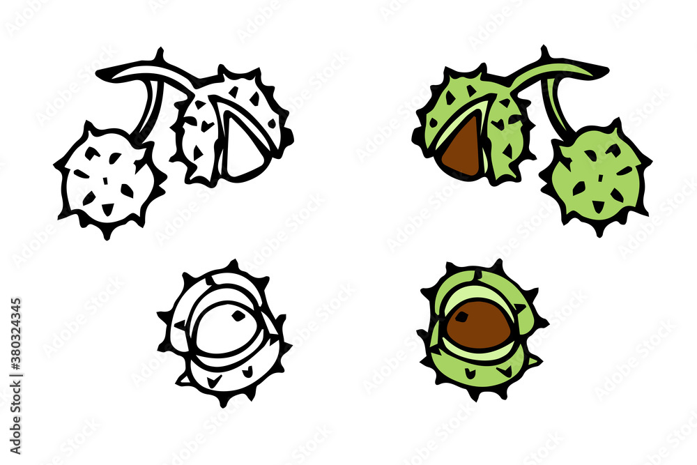 vector hand-drawn chestnuts. isolated on a white background. autumn element. graphic icon. coloring book with a color example. vector hand-drawn chestnuts. isolated on a white background. autumn element. graphic icon. coloring book with a color example.