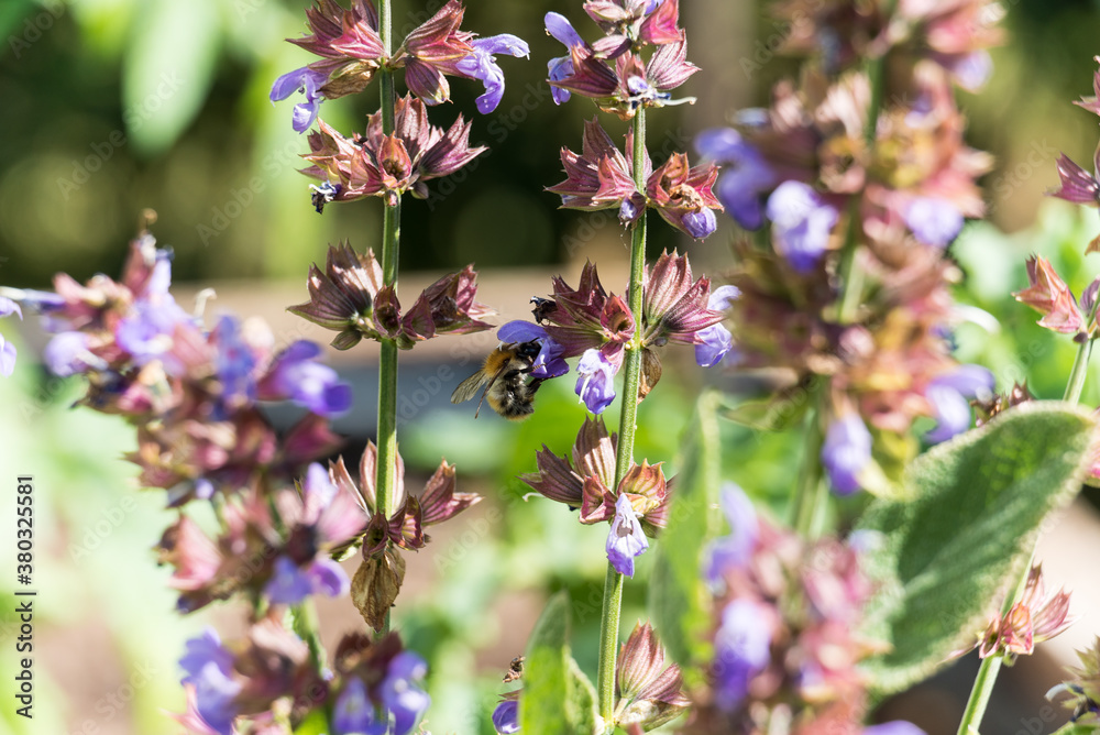 Naklejka premium bee collecting pollen on sage bloom