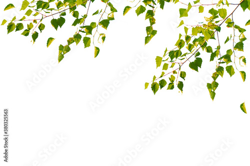 Green birch leaves isolated on white background