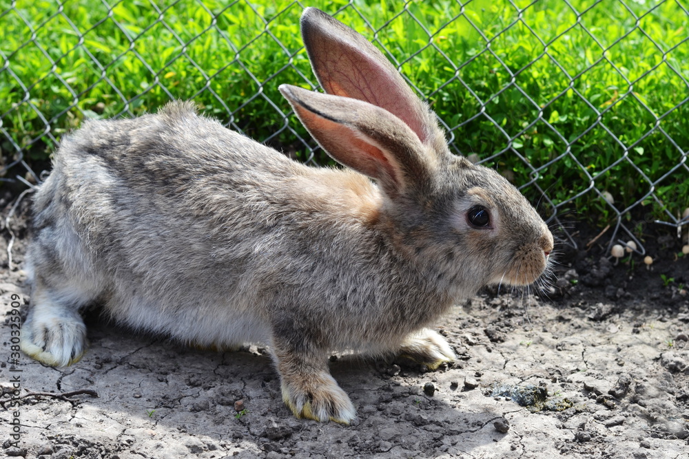 Fototapeta premium domestic rabbit sitting on the ground